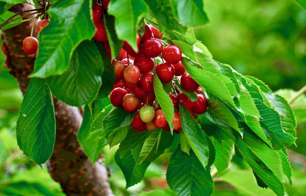 Is Cherry Wood Good For Smoking Pork? If So, Which Cuts?