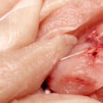 Blood In Chicken