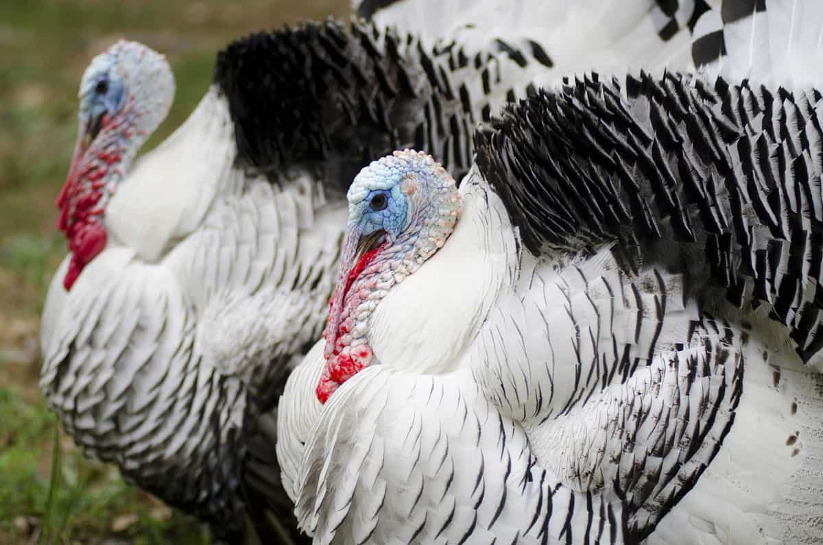 Brown/Black Spots On Turkey: Is This Normal? Help!