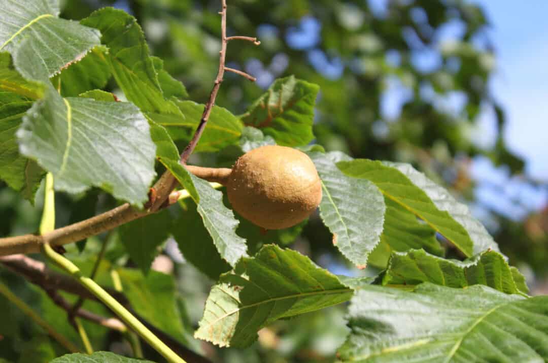 Pecan Wood For Smoking Exploring The Tasty Possibilities BBQ Host