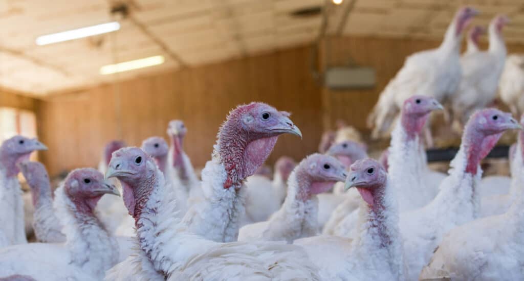 buy a fresh turkey in advance
