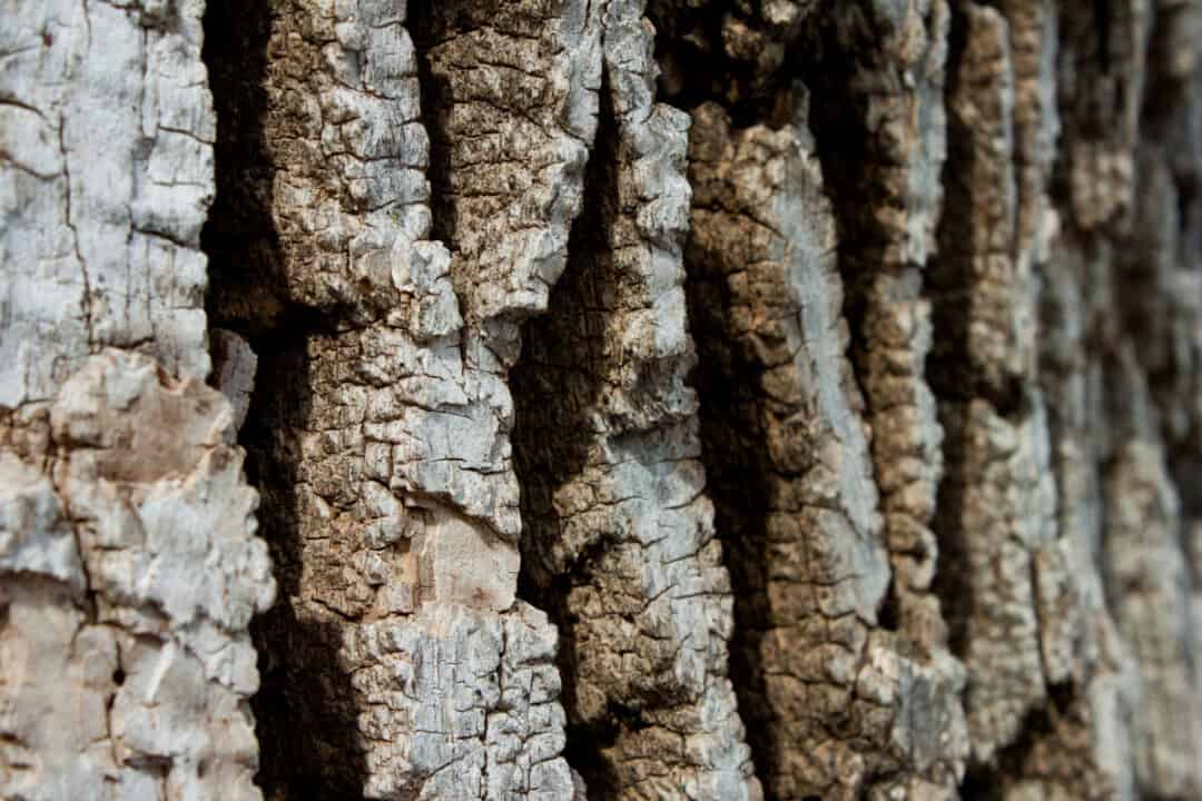 Ash Wood For Smoking From Branch To Coals to Ashes