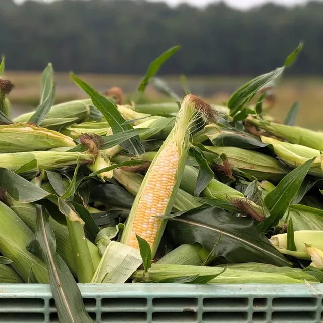 benefits of freezing corn on the cob