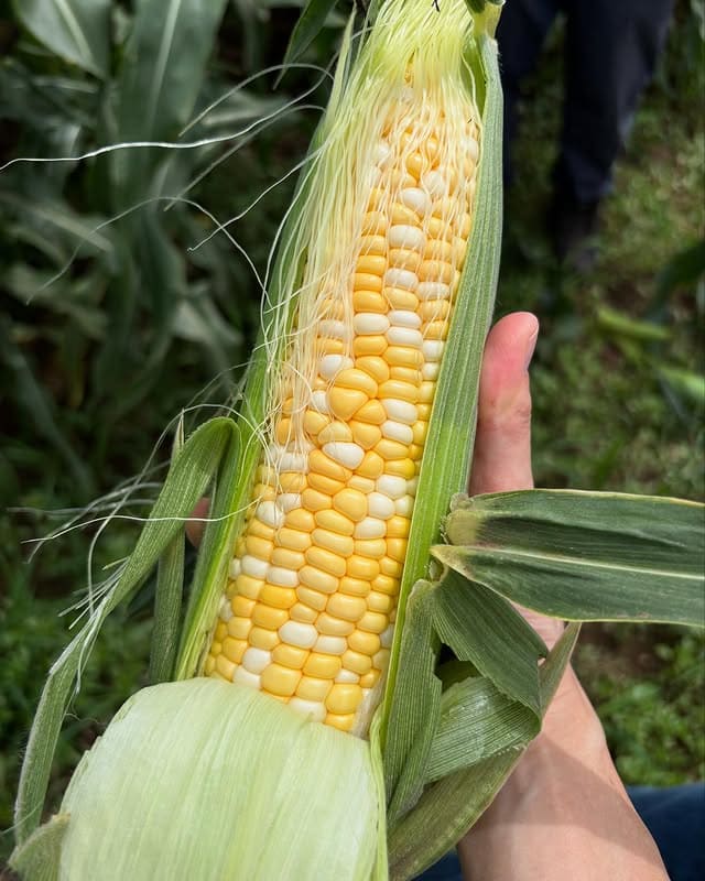 best corn cob for freezing