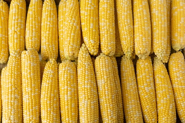 methods on freezing corn on the cob