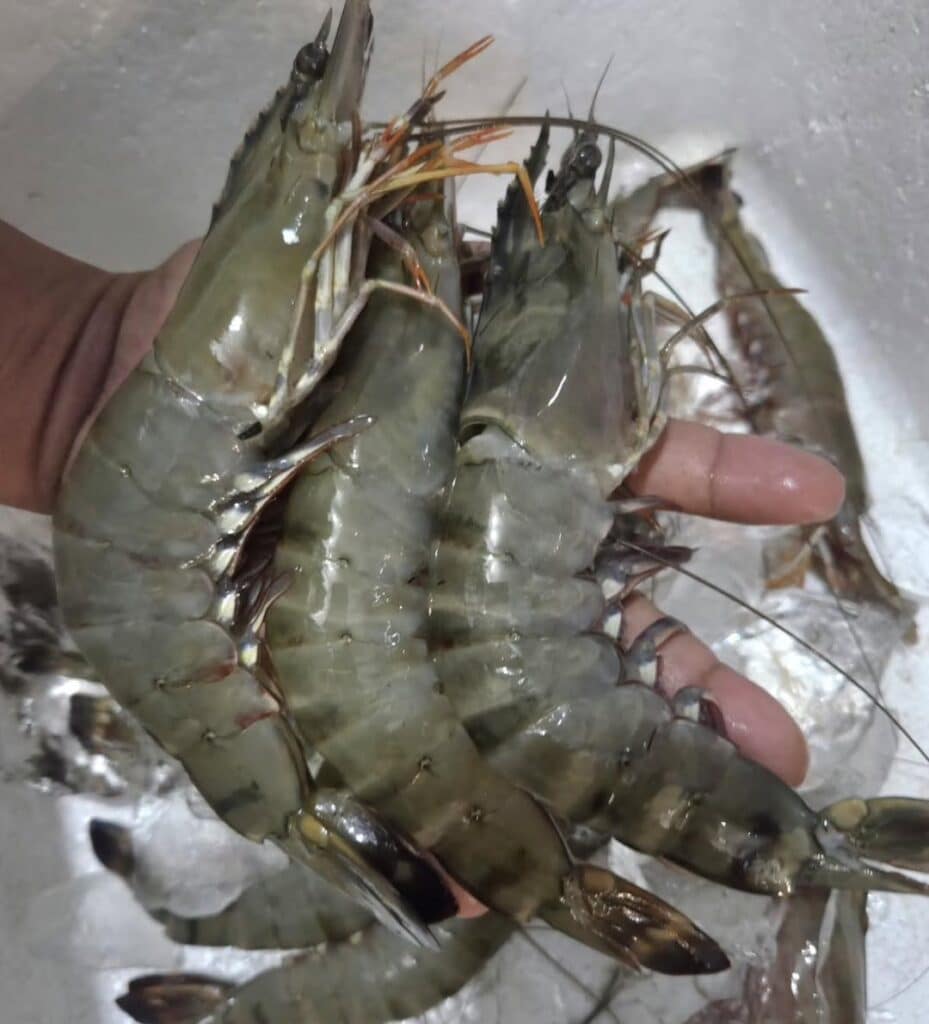 Grilled Shrimp Skewers: Quick Weeknight Dinner Recipe 1 Fresh Shrimps For The Grilled Shrimp Skewers Recipe