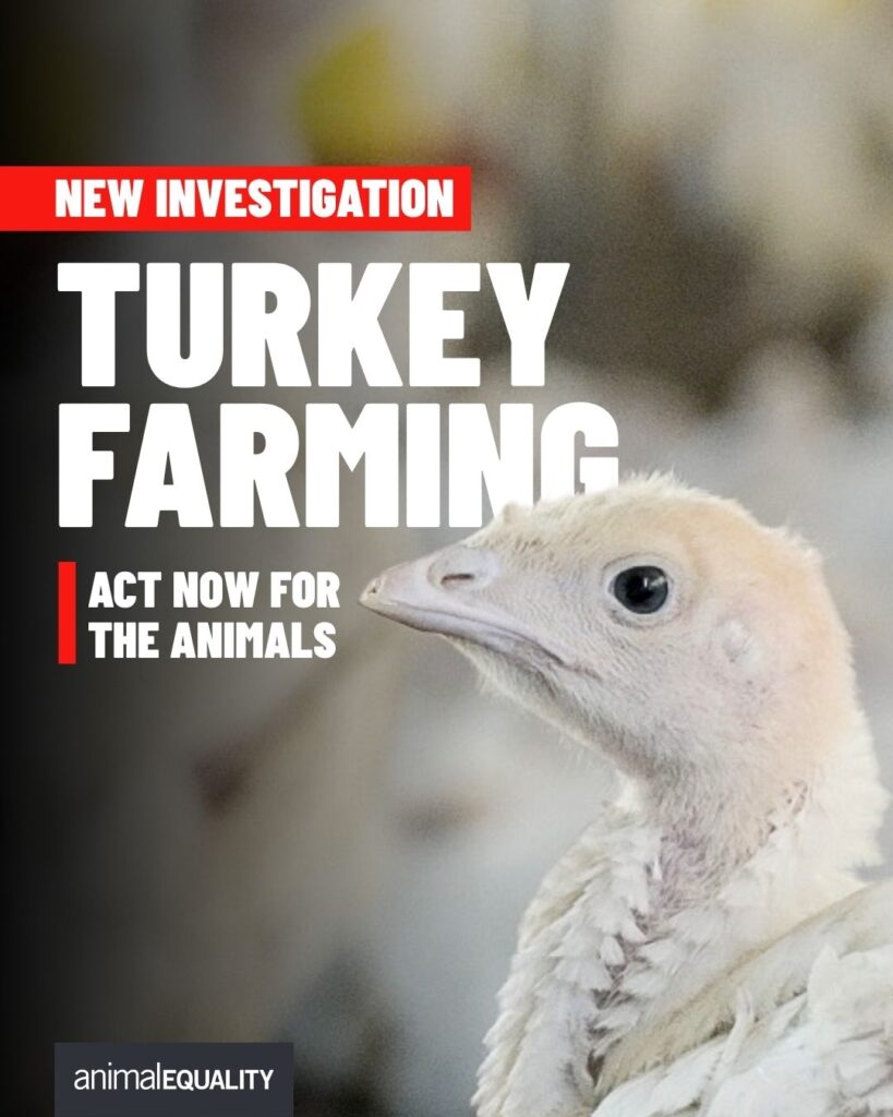 Turkey Industrial Farming Controversy