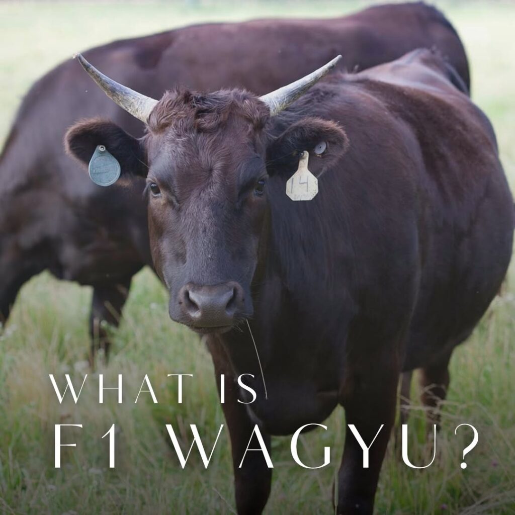 Japanese Bred Cows For Wagyu