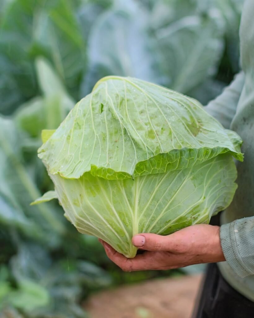 Cabbage From A Local Farm