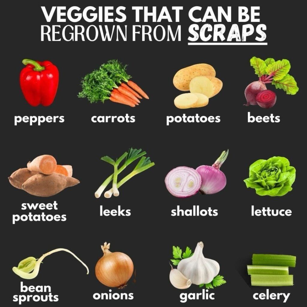 Leftover Veggies Can Be Regrown