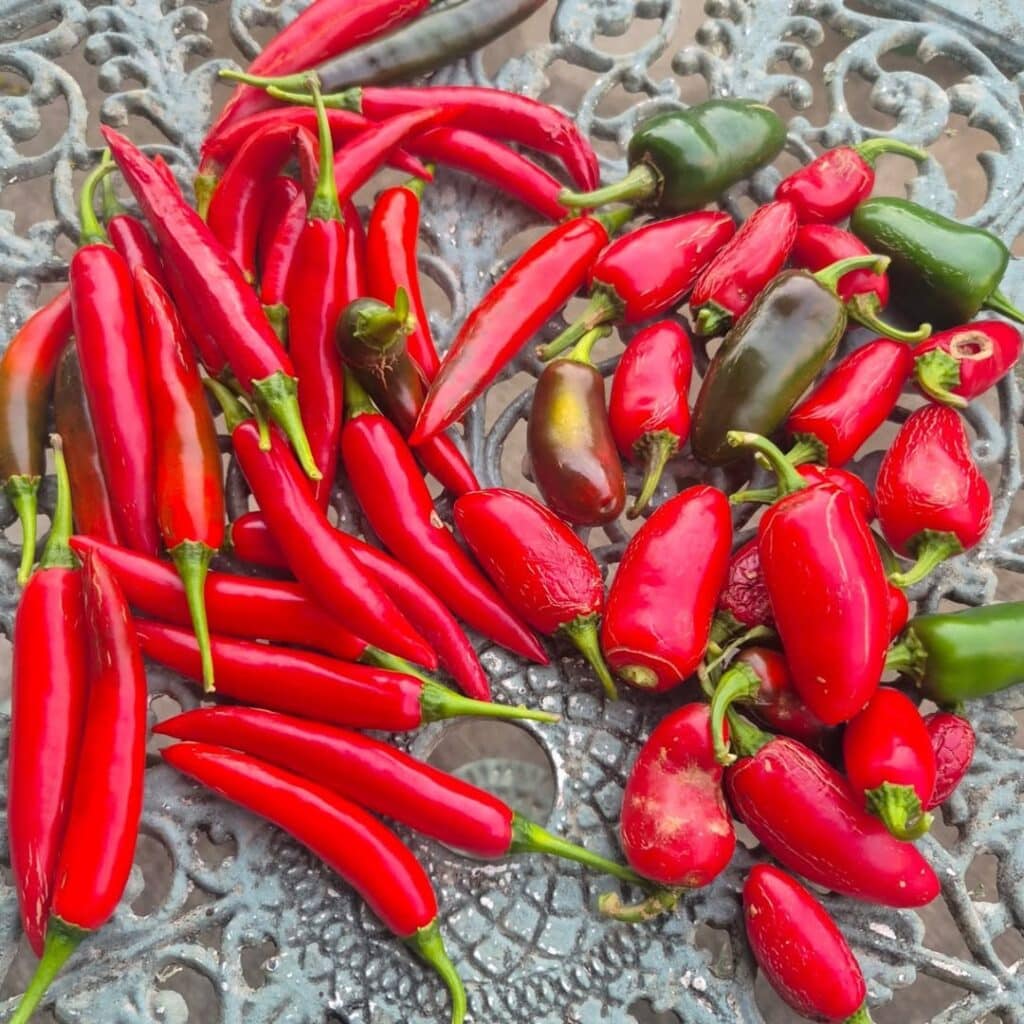 Chilis An Ingredient For Bbq