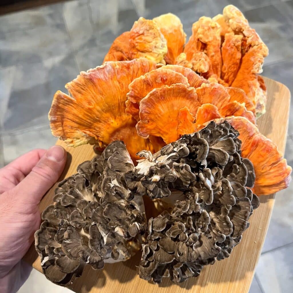 Maitake Hen Of The Woods Steaks