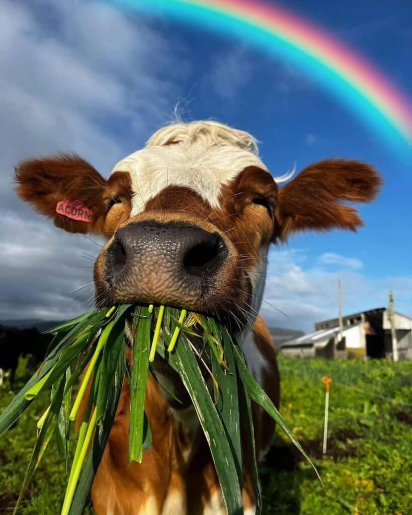Cows Being Bred For Meat Supply