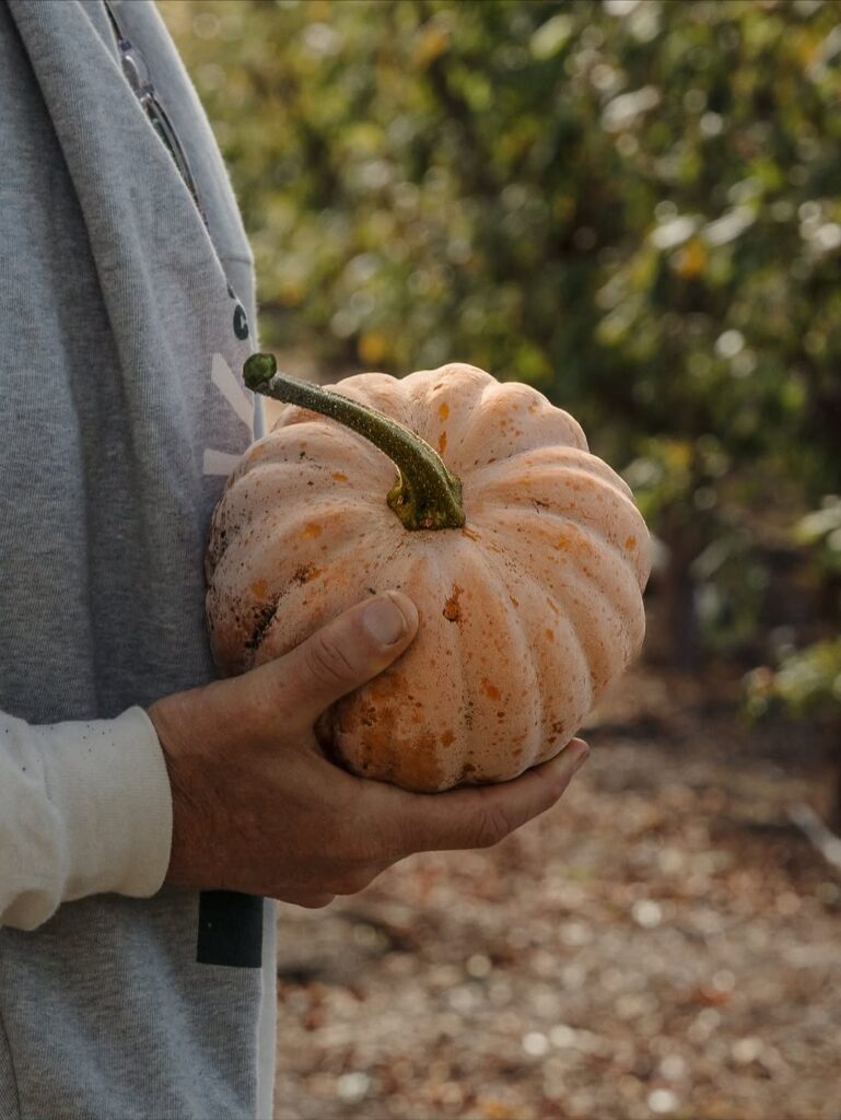 Freshly Harvested Squash