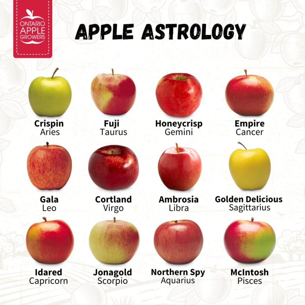 Different Types Of Apples