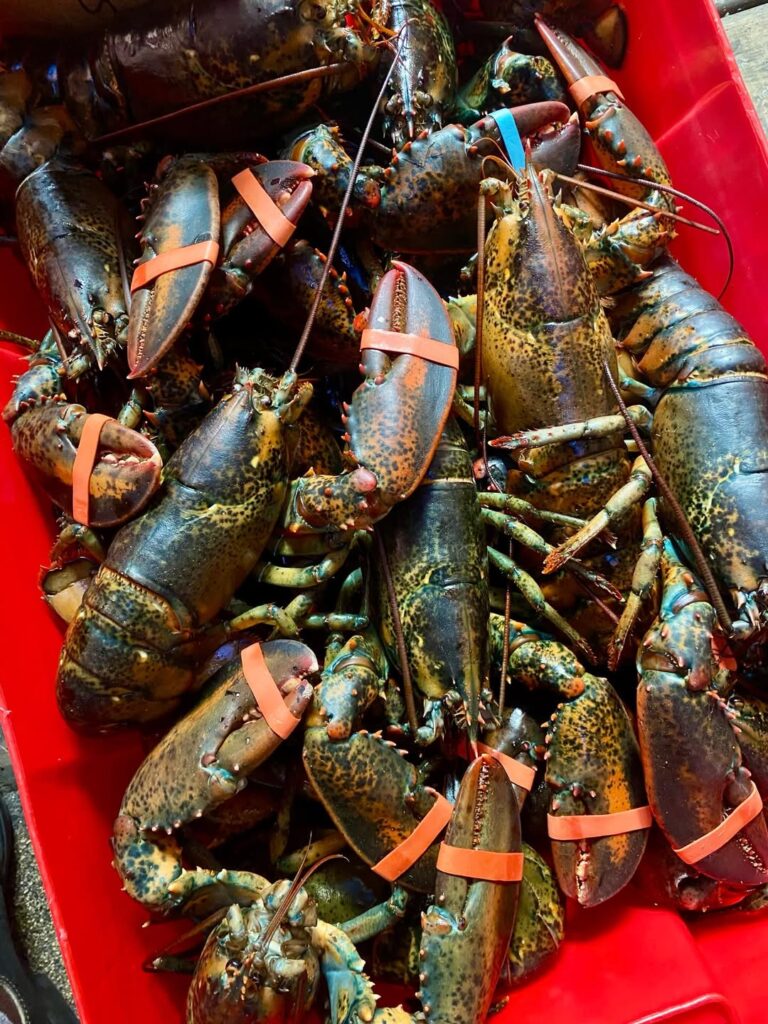 Freshly Caught Lobsters