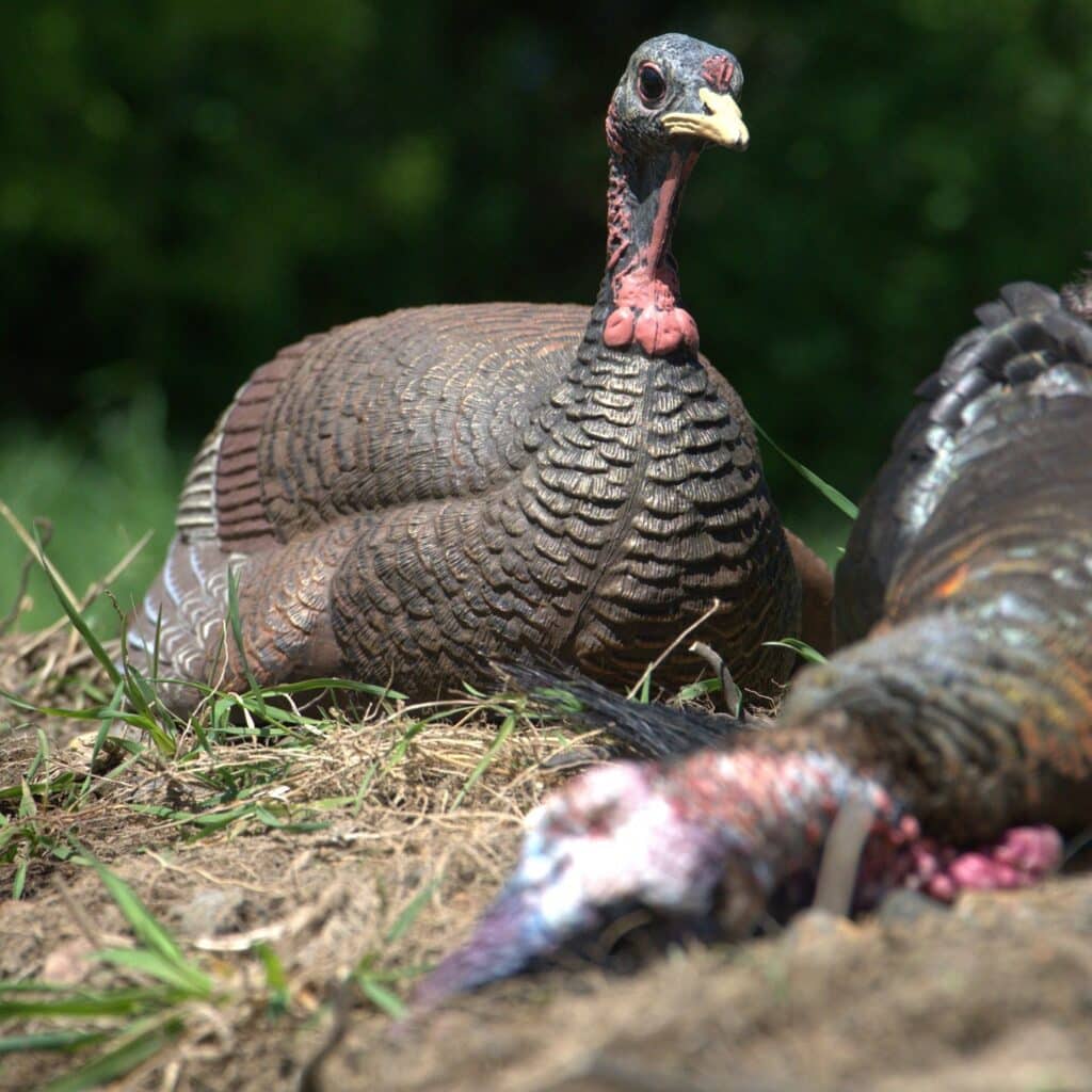 Caveman Feast: How To Make Smoked Fair Turkey Legs 3 Live Turkey Resting In The Lawn
