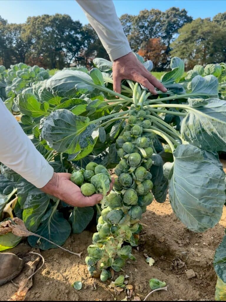Newly Harvested Brussels Sprouts