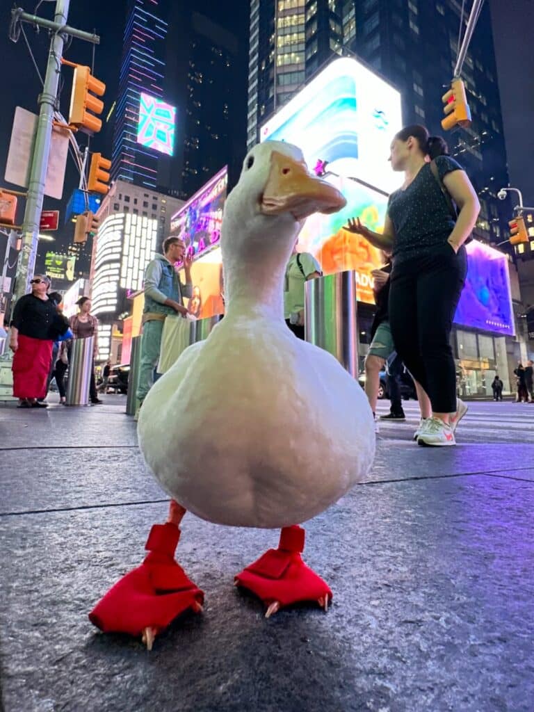 A Cute White Duck With Shoes In The City