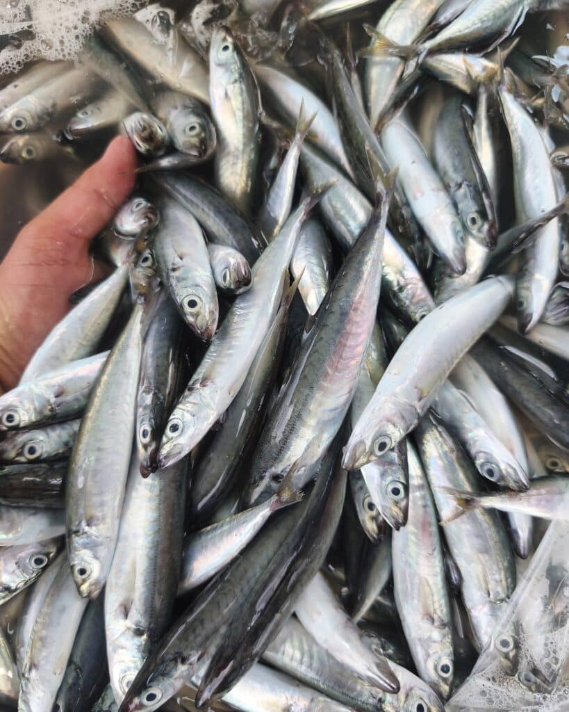 Fresh Mackerel Scad Galungong