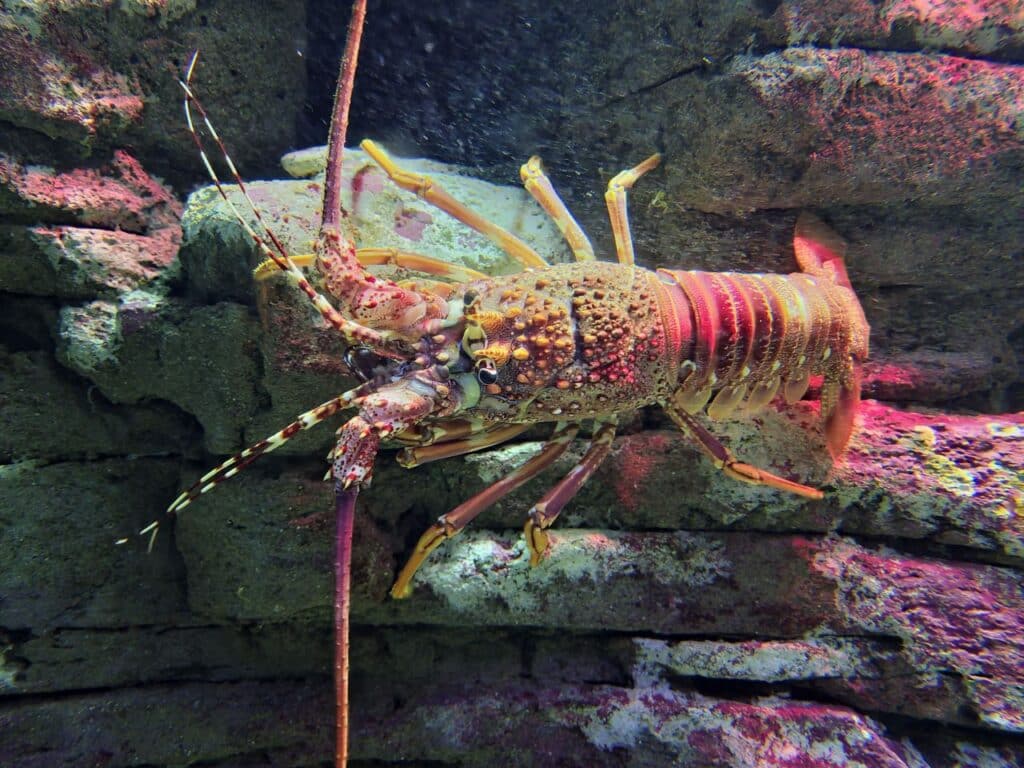 Lobster In The Ocean