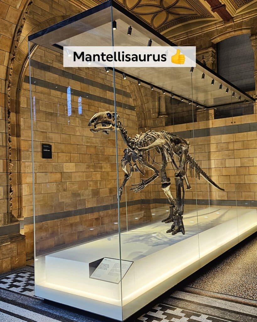 Mantellisaurus In A Glass Case In A Museum