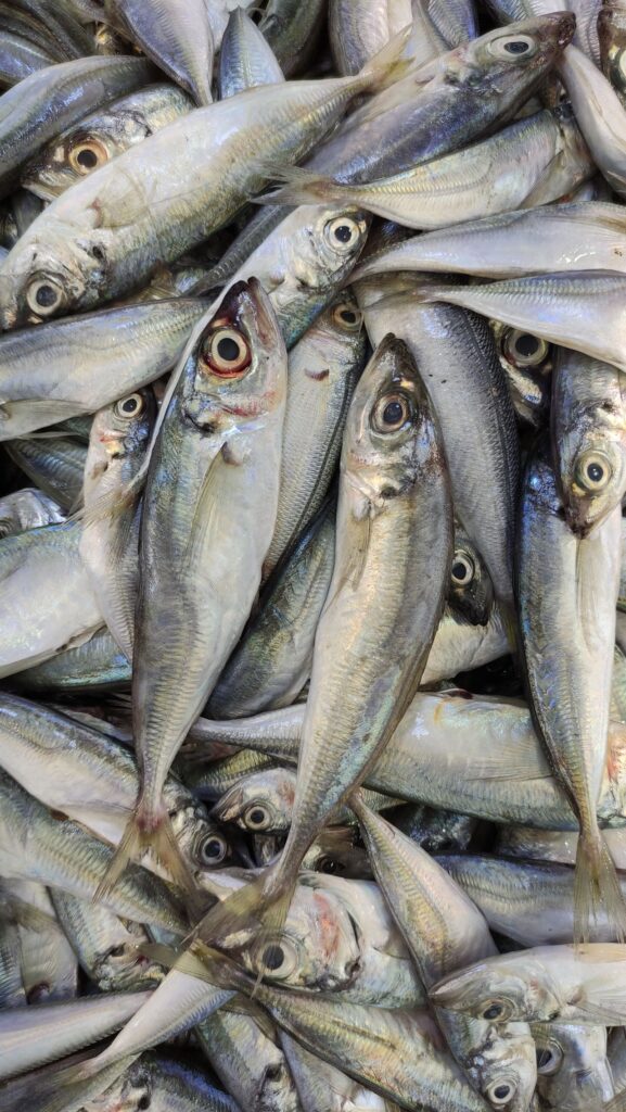 Raw Freshly Caught Bigeye Scad