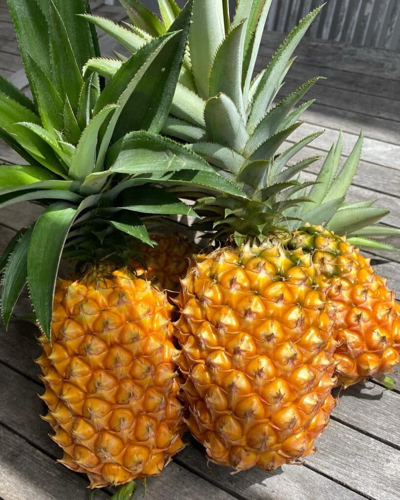 Rotisserie Pineapple With Cinnamon Glaze: An Approachable Backyard Showstopper 3 Raw Pineapple Fruits