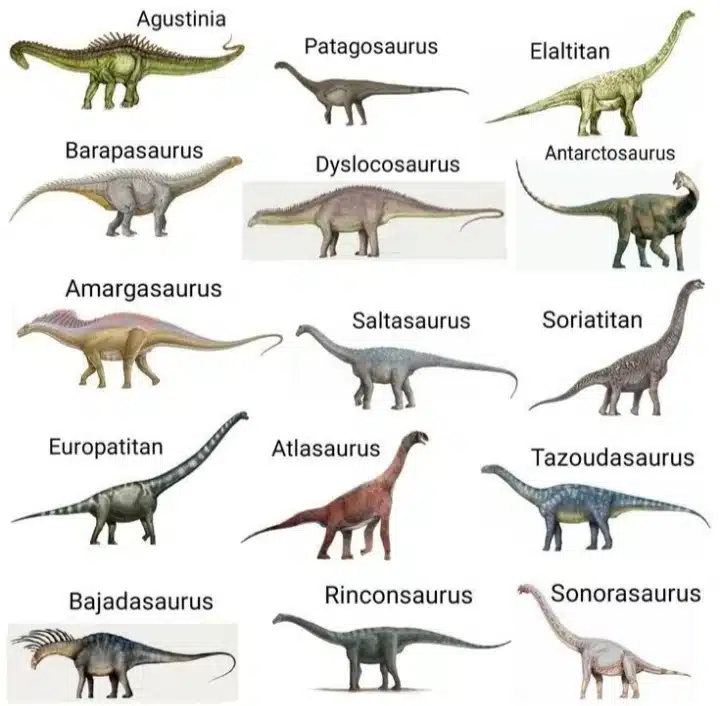 Sauropods Could Also Be Another Candidate