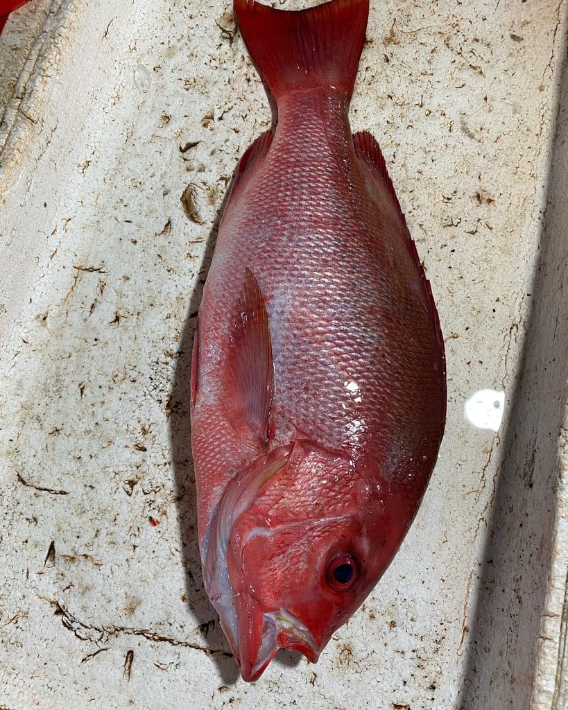 Pan-Seared Red Snapper Finishes With A Complex Prik Nam Pla Sauce 2 Raw Fresh Red Snapper